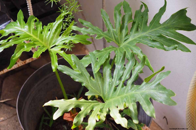 Grow a Stunning Split Leaf Philodendron: A Complete Guide