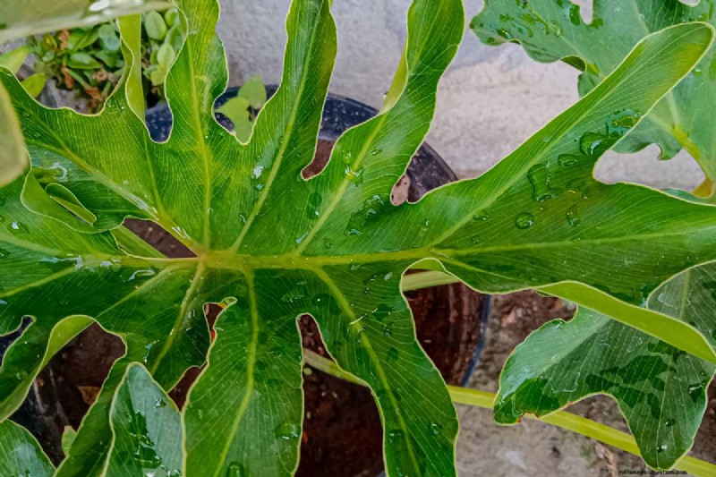 Grow a Stunning Split Leaf Philodendron: A Complete Guide