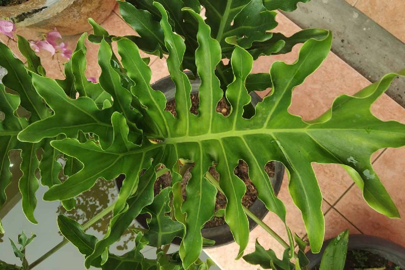 Grow a Stunning Split Leaf Philodendron: A Complete Guide