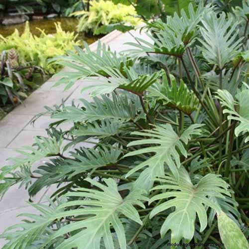 Grow a Stunning Split Leaf Philodendron: A Complete Guide