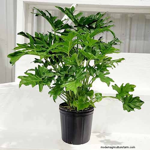 Grow a Stunning Split Leaf Philodendron: A Complete Guide