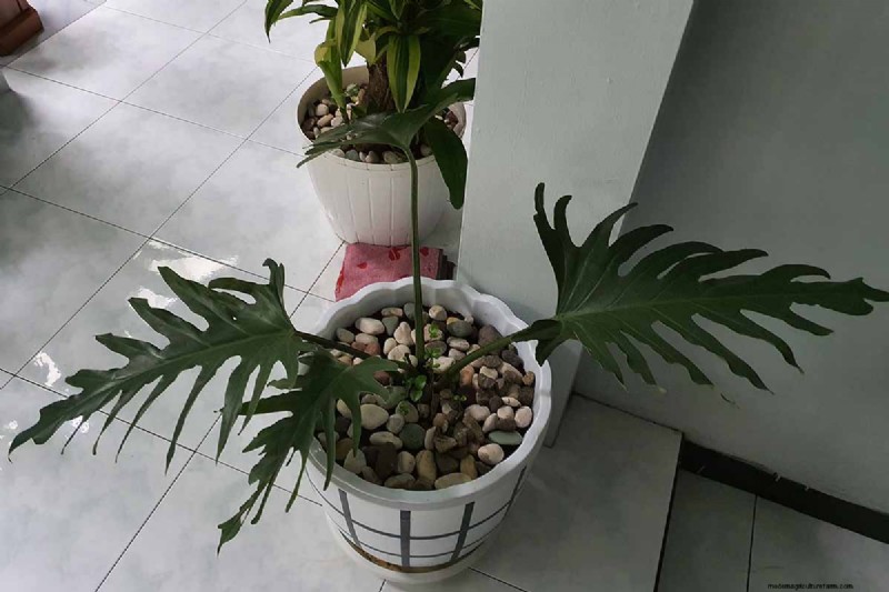 Grow a Stunning Split Leaf Philodendron: A Complete Guide
