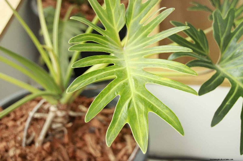 Grow a Stunning Split Leaf Philodendron: A Complete Guide