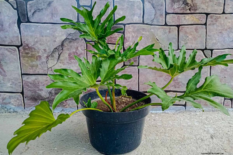 Grow a Stunning Split Leaf Philodendron: A Complete Guide