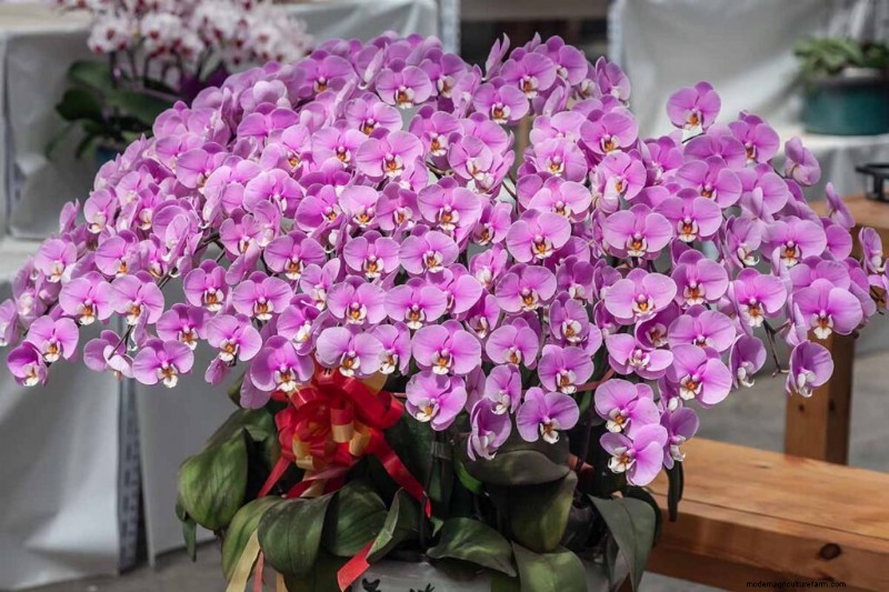 Phalaenopsis Orchids: A Complete Guide to Growing & Care