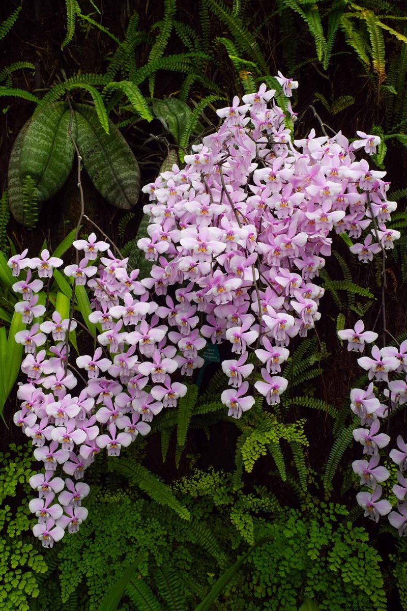 Phalaenopsis Orchids: A Complete Guide to Growing & Care