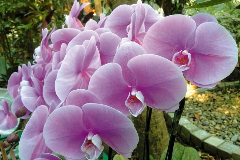Phalaenopsis Orchids: A Complete Guide to Growing & Care