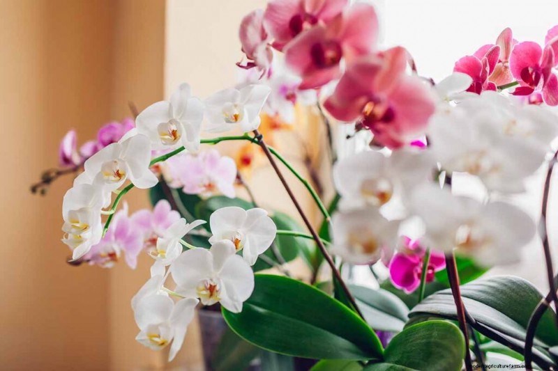 Phalaenopsis Orchids: A Complete Guide to Growing & Care