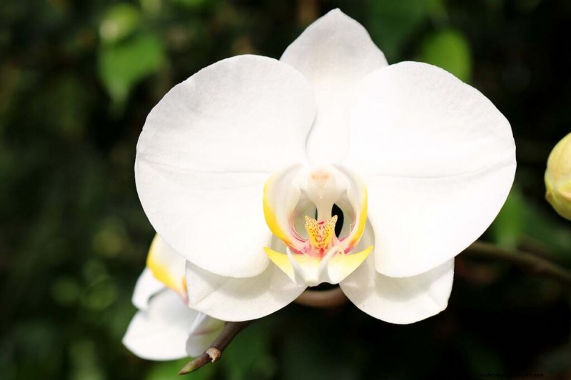 Phalaenopsis Orchids: A Complete Guide to Growing & Care