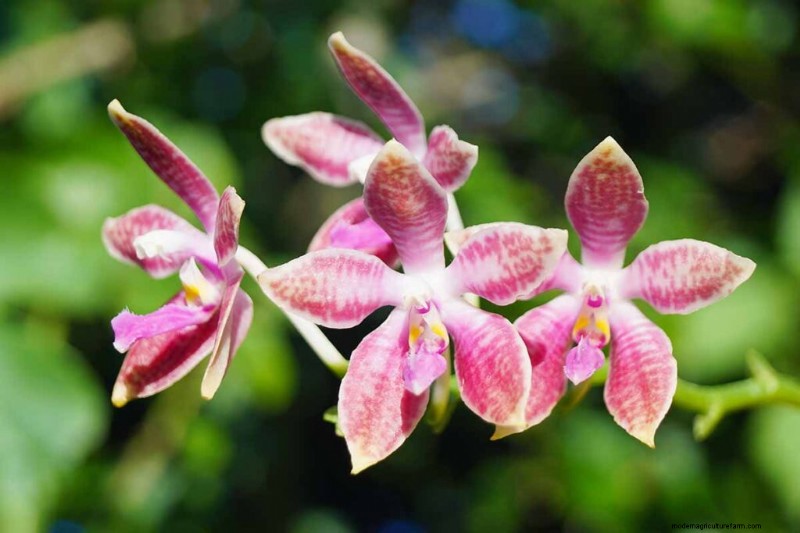 Phalaenopsis Orchids: A Complete Guide to Growing & Care