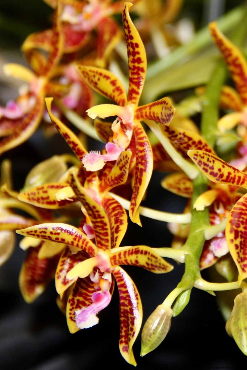 Phalaenopsis Orchids: A Complete Guide to Growing & Care