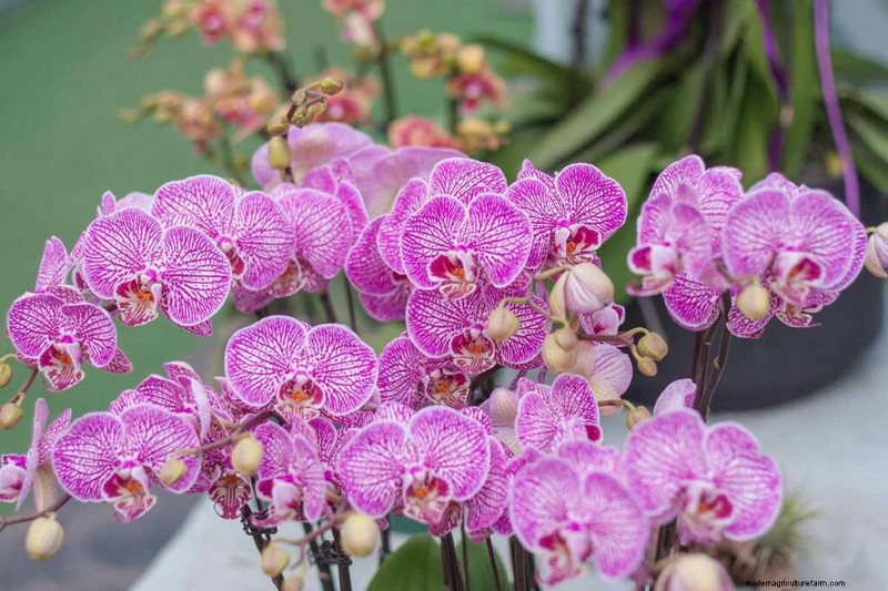 Phalaenopsis Orchids: A Complete Guide to Growing & Care