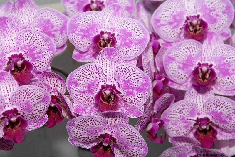 Phalaenopsis Orchids: A Complete Guide to Growing & Care