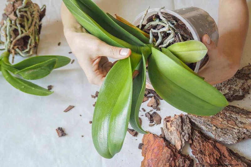 Phalaenopsis Orchids: A Complete Guide to Growing & Care