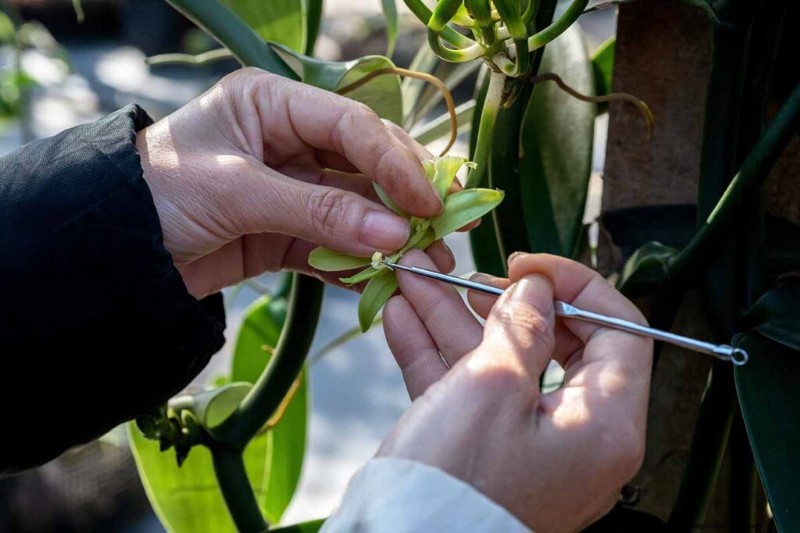 Phalaenopsis Orchids: A Complete Guide to Growing & Care