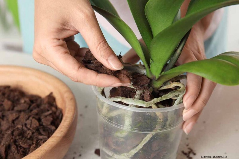 Phalaenopsis Orchids: A Complete Guide to Growing & Care