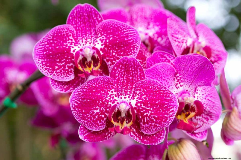 Phalaenopsis Orchids: A Complete Guide to Growing & Care