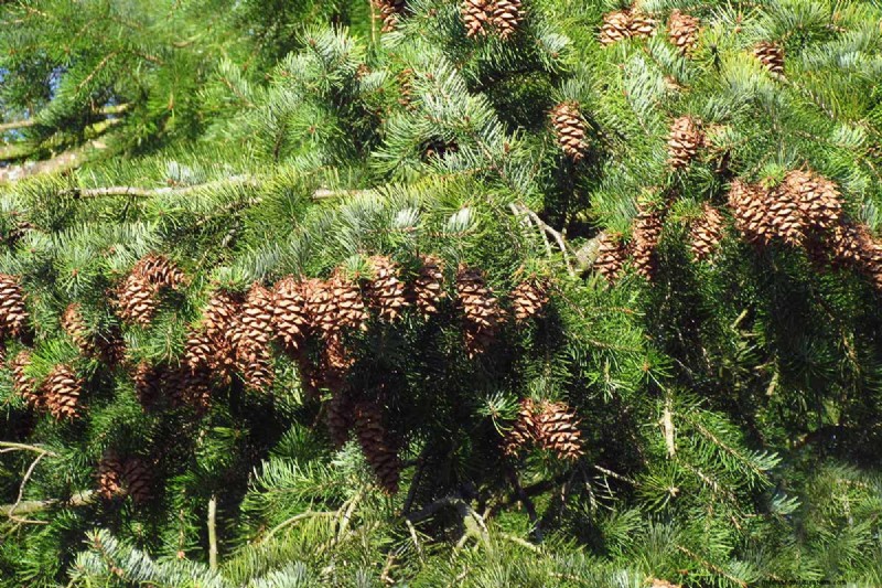 Growing Majestic Douglas Fir Trees: A Comprehensive Guide