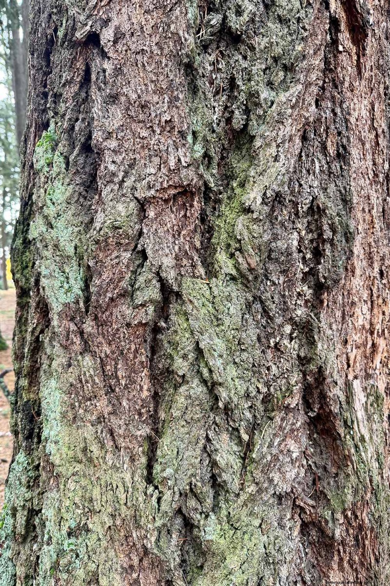 Growing Majestic Douglas Fir Trees: A Comprehensive Guide