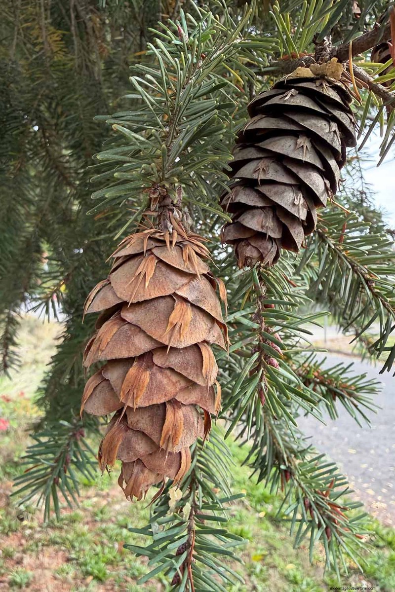 Growing Majestic Douglas Fir Trees: A Comprehensive Guide