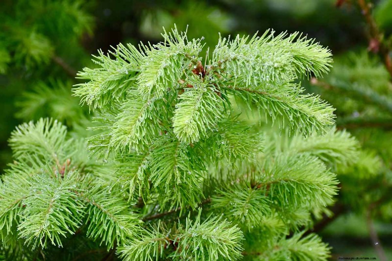 Growing Majestic Douglas Fir Trees: A Comprehensive Guide