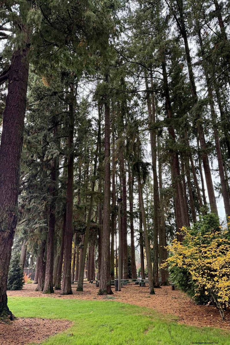 Growing Majestic Douglas Fir Trees: A Comprehensive Guide