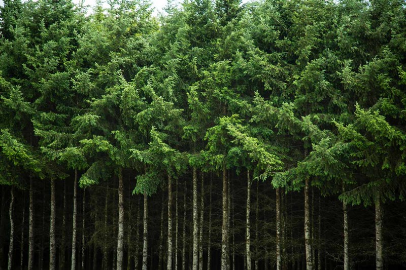 Growing Majestic Douglas Fir Trees: A Comprehensive Guide