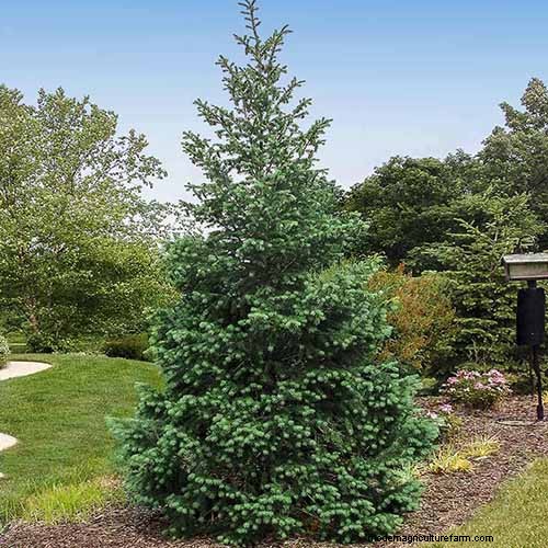 Growing Majestic Douglas Fir Trees: A Comprehensive Guide