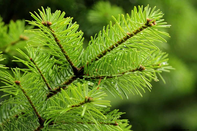 Growing Majestic Douglas Fir Trees: A Comprehensive Guide