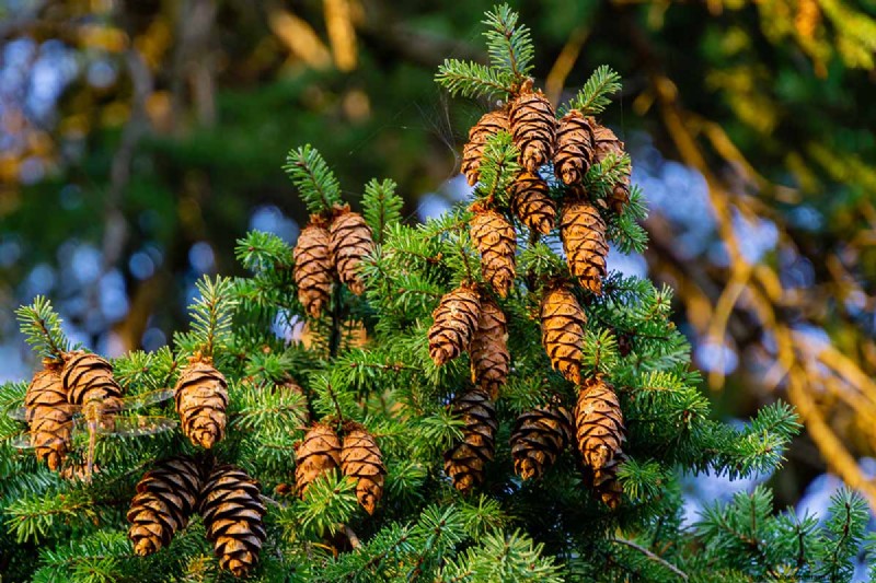 Growing Majestic Douglas Fir Trees: A Comprehensive Guide