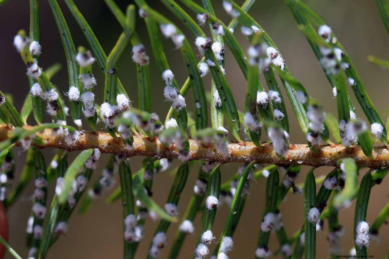 Growing Majestic Douglas Fir Trees: A Comprehensive Guide