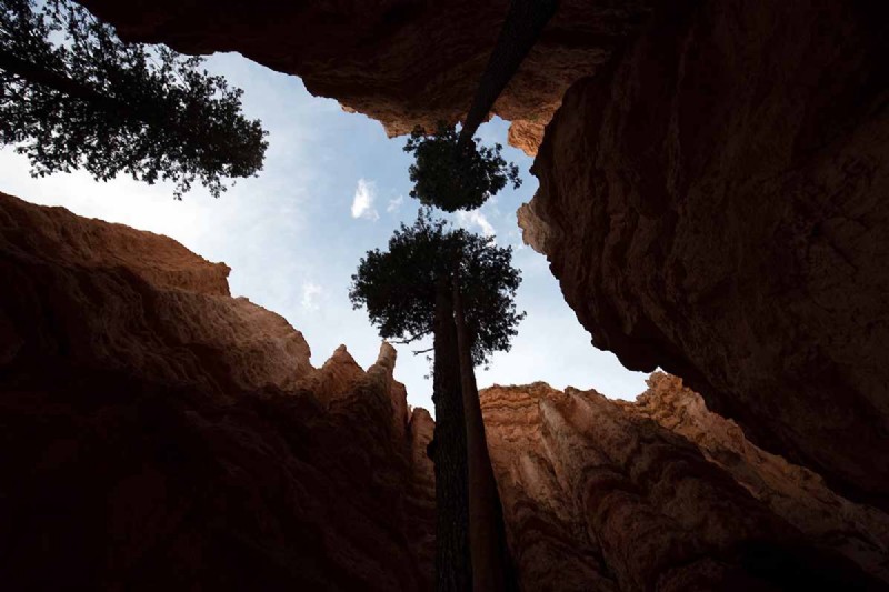 Growing Majestic Douglas Fir Trees: A Comprehensive Guide