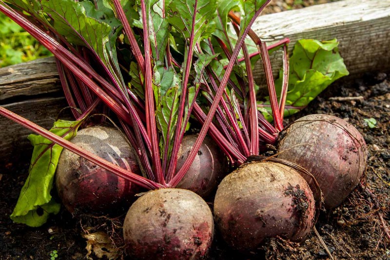 Beet Size: Root & Leaf Growth Guide | Gardening Know How