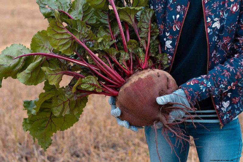 Beet Size: Root & Leaf Growth Guide | Gardening Know How