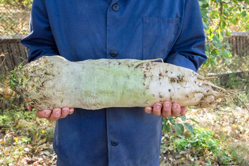 Beet Size: Root & Leaf Growth Guide | Gardening Know How