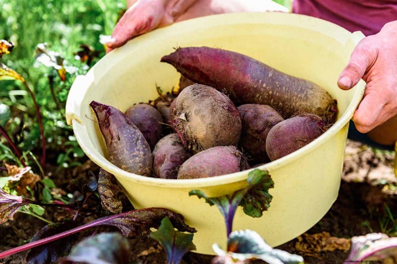Beet Size: Root & Leaf Growth Guide | Gardening Know How