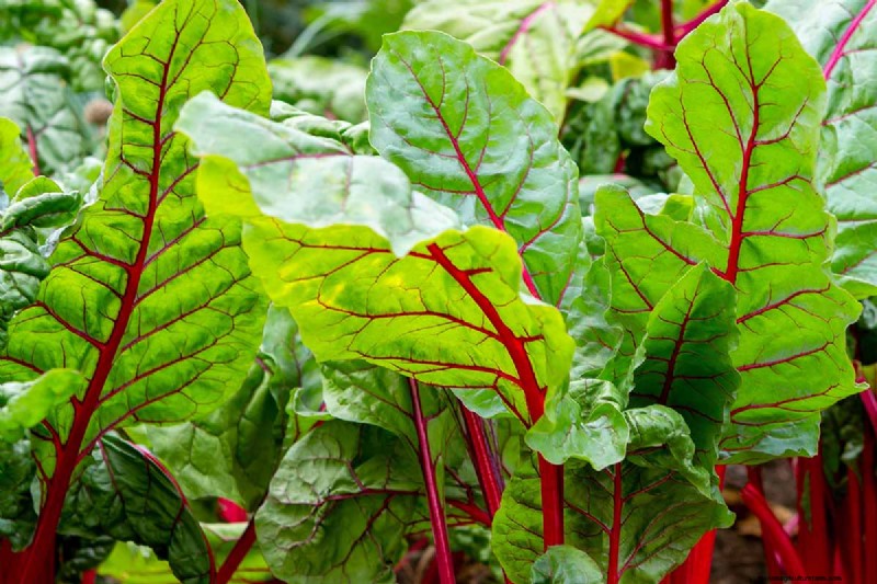 Beet Size: Root & Leaf Growth Guide | Gardening Know How