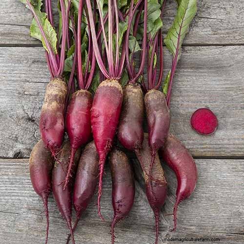 Beet Size: Root & Leaf Growth Guide | Gardening Know How