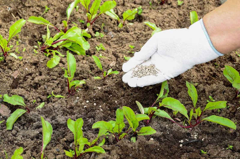 Beet Size: Root & Leaf Growth Guide | Gardening Know How