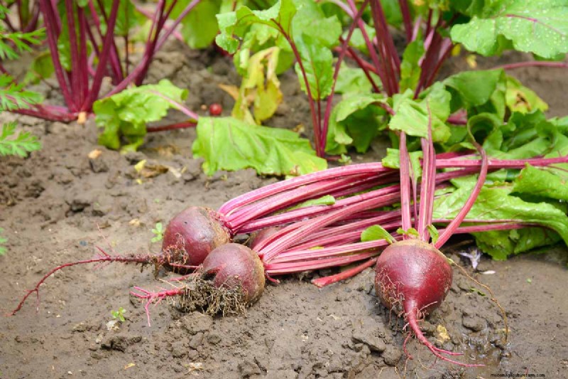 Beet Size: Root & Leaf Growth Guide | Gardening Know How