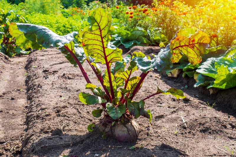 Beet Size: Root & Leaf Growth Guide | Gardening Know How