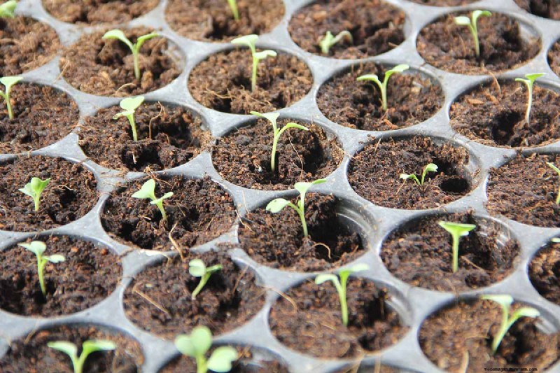 Indoor Seed Starting: A Guide to Annual Flowers, Herbs & Vegetables