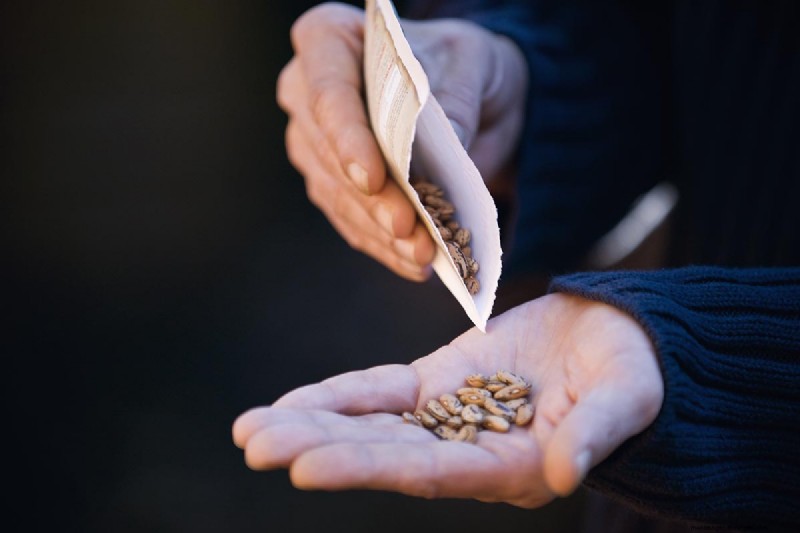 Indoor Seed Starting: A Guide to Annual Flowers, Herbs & Vegetables