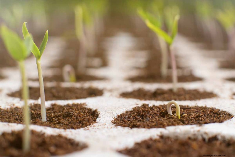Indoor Seed Starting: A Guide to Annual Flowers, Herbs & Vegetables