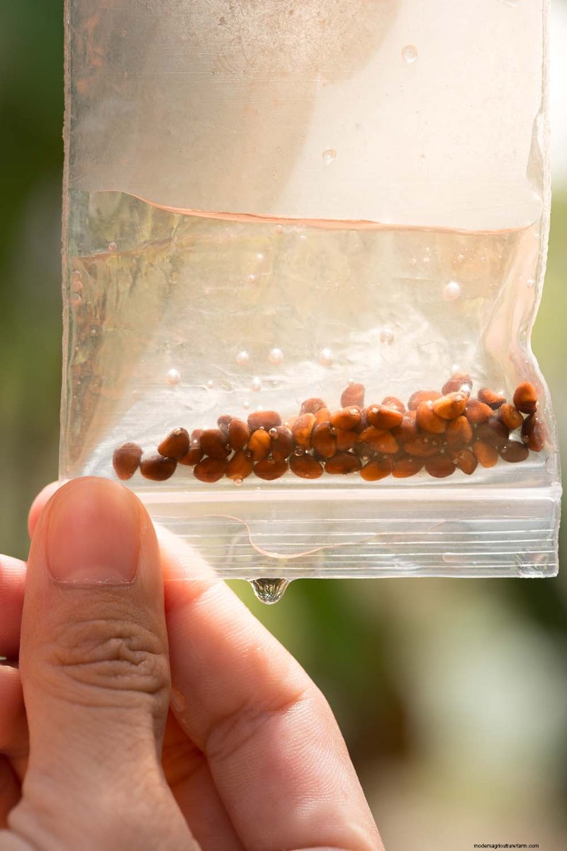 Indoor Seed Starting: A Guide to Annual Flowers, Herbs & Vegetables