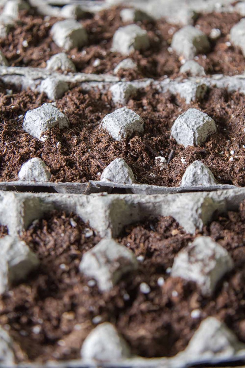 Indoor Seed Starting: A Guide to Annual Flowers, Herbs & Vegetables