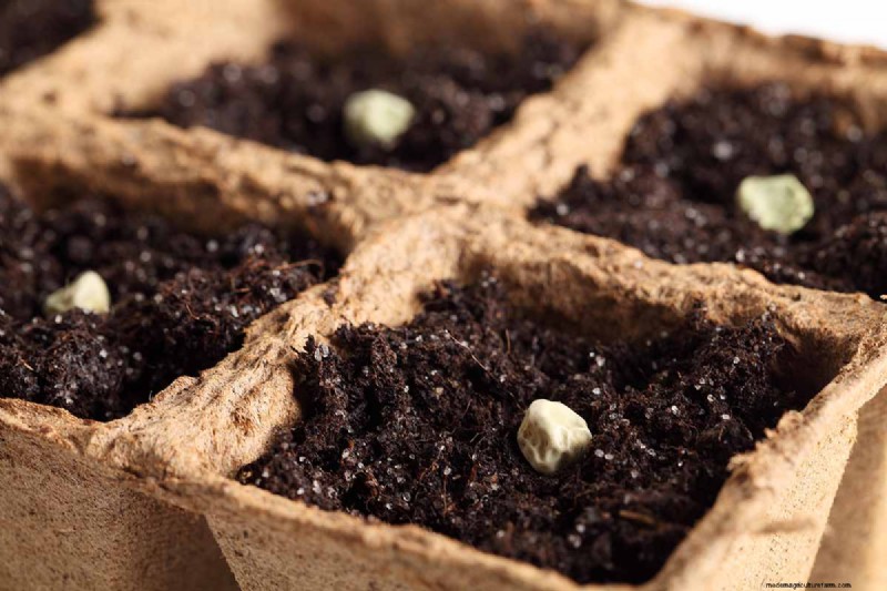 Indoor Seed Starting: A Guide to Annual Flowers, Herbs & Vegetables