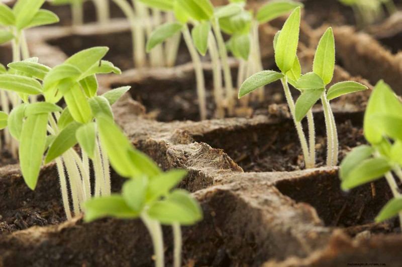 Indoor Seed Starting: A Guide to Annual Flowers, Herbs & Vegetables