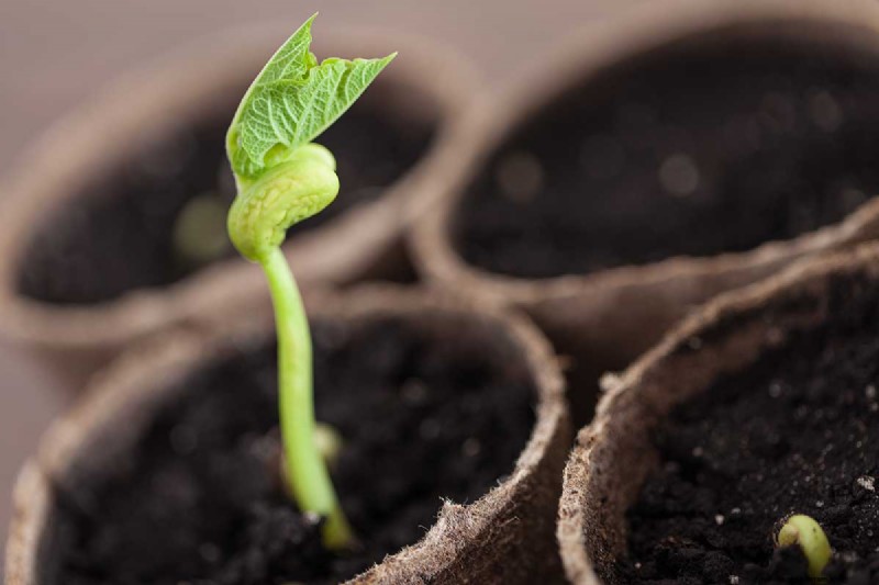 Indoor Seed Starting: A Guide to Annual Flowers, Herbs & Vegetables