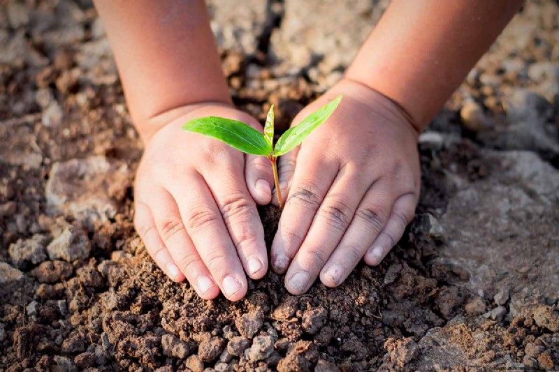 Indoor Seed Starting: A Guide to Annual Flowers, Herbs & Vegetables